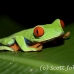 frog_tree_redeyed_tar_h_0591_cos0921.jpg